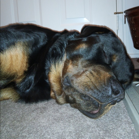 Meet your Posher, Stevo - Picture 1 of 1